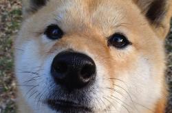 AYXapp下载-罗马对阵瑞士，迪巴拉成为全场焦点