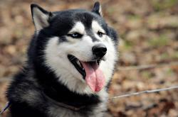 爱游戏官网-跨界争锋，塞内加尔铁血压制几内亚，迪马利亚式赛道接管点燃F1终极对决