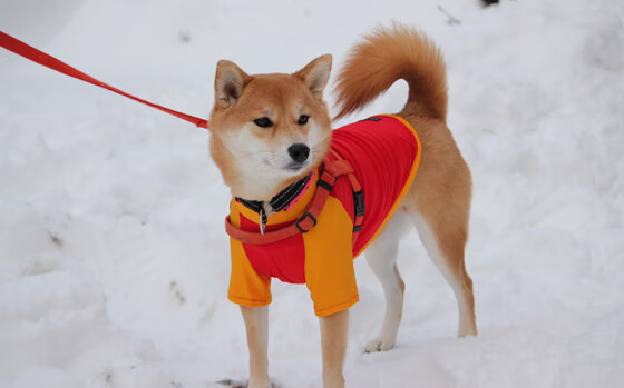 独行侠对阵太阳,克莱·汤普森用实力证明自己,三分雨浇灭质疑声
