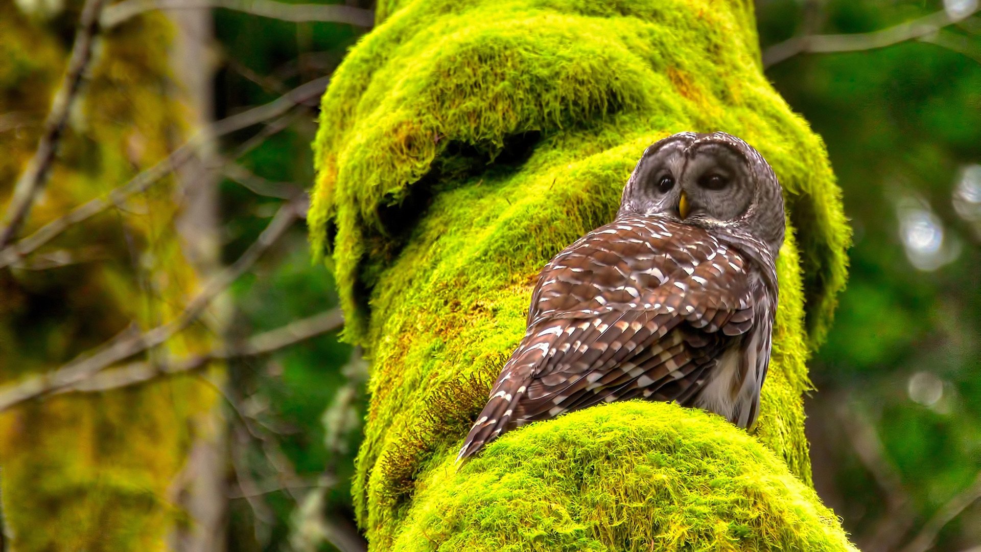 欧冠决赛之夜，戈贝尔存在感拉满，当篮球巨塔照亮足球圣殿