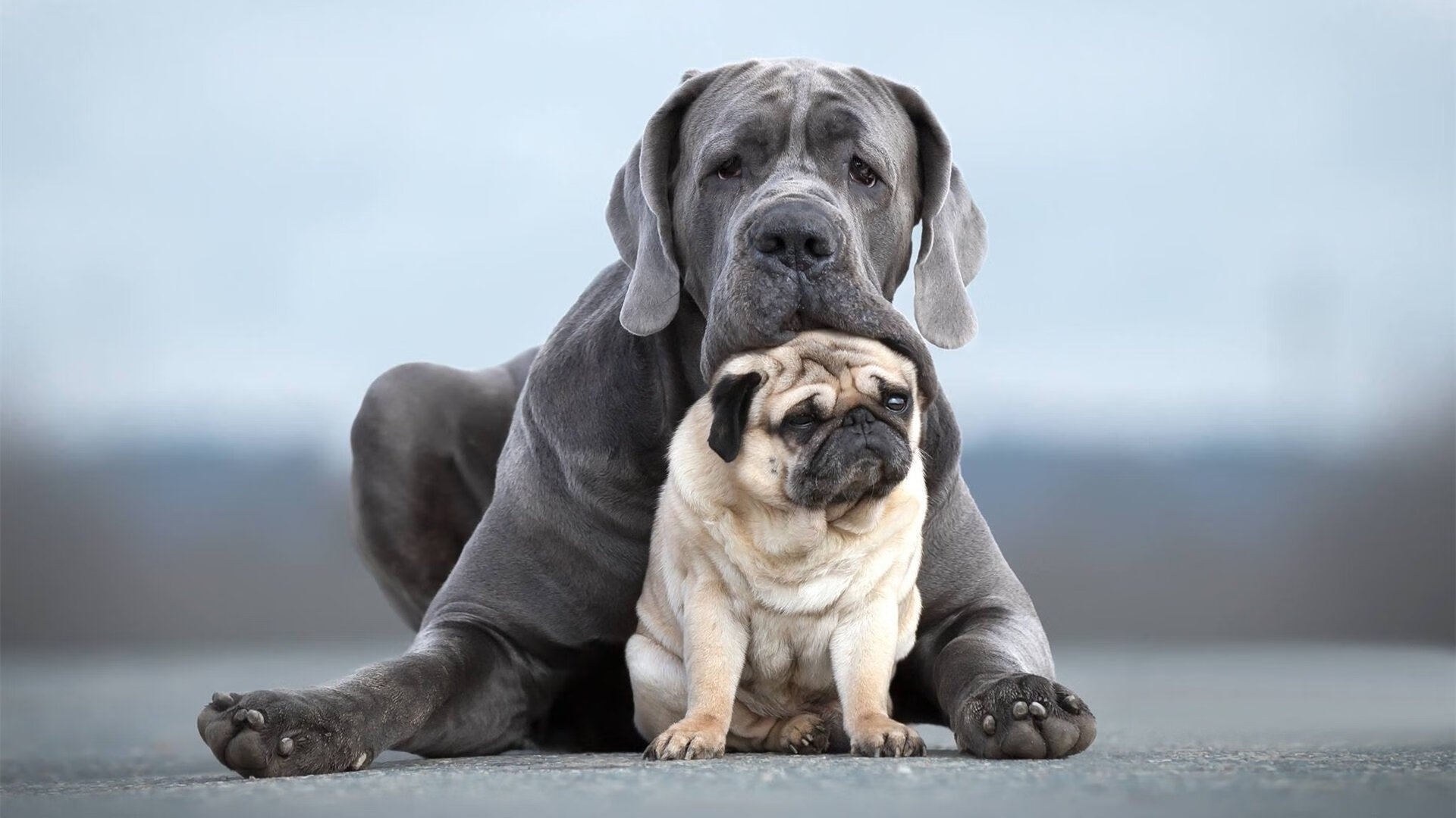 英超争冠焦点战，中国球迷如何提前终结拜仁式悬念